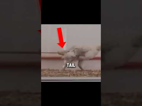 This Chicken Walks Like a Raptor Now