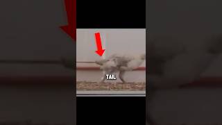 This Chicken Walks Like a Raptor Now