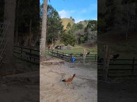 3 alqueires em Bocaiúva do Sul Paraná R$290 mil / Casas de madeira/Chiqueiros/estrebaria/tanques