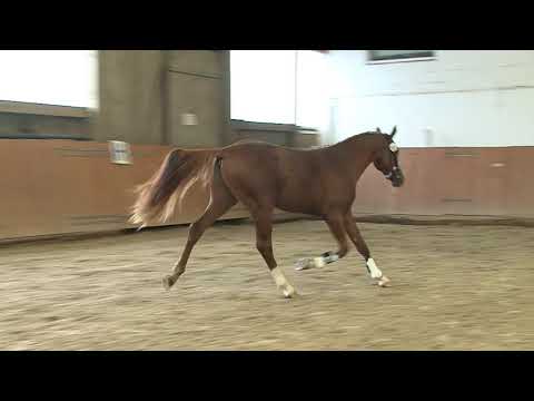 30. Mecklenburger Körtage 2020 - Kat.Nr. 59 Junghengst v. Cola Zero - Potsdam