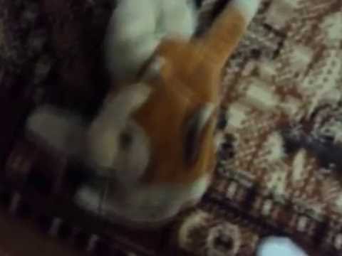 Pisicutele mele 2011