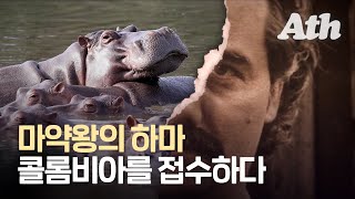 [ENG SUB] 남미 마약왕이 남긴 골칫거리 하마, 20배 불어나 마을에 어슬렁ㅣ#애니띵