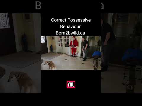 Born2BWild.ca Canine Behaviourist Toronto video.