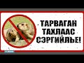 Middeleeuwse builenpest in Mongolië door besmet marmottenvlees