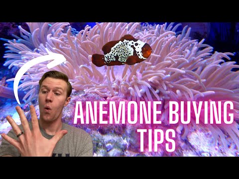 5 Things You Need to Know Before Getting an Anemone - Watch Before You Buy!