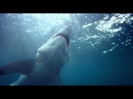 Great White Shark - Official Trailer 1080P HD