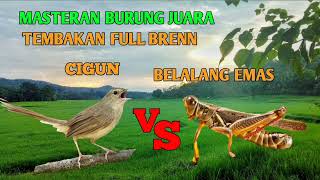 Download lagu Tembakan full bren!!! Cigun dan belalang emas mp3 Download lagu Tembakan full bren!!! Cigun dan belalang emas mp3