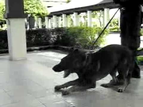 Wegas z Dunajova sadu