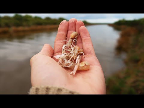 Food Chain Fishing Challenge (Estuary Edition 2)