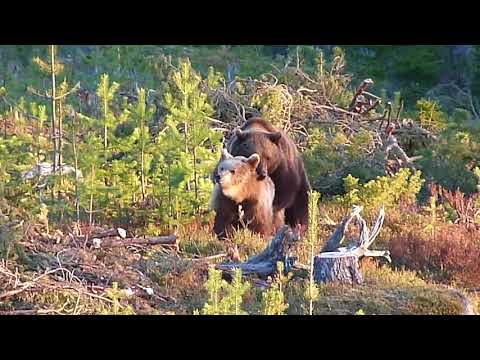 Se björnarnas parningakt