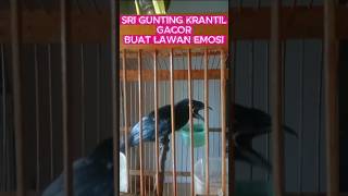 Download lagu SRI GUNTING KRANTIL BIRDS MAKE OPPONENT EMOTIONAL mp3