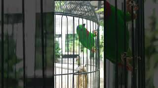 Download lagu Serindit Gacor Isian Cililin Rapat mp3