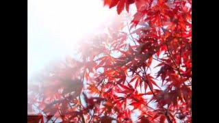 scarlet leaves