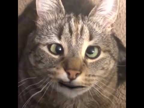 Jamie's Cat wants to sing too