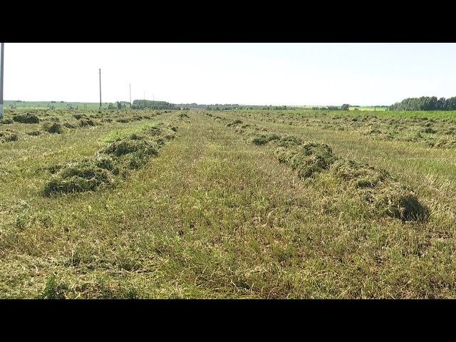 Многолетние травы в Нурлатском районе - на более 10 тысячах гектарах