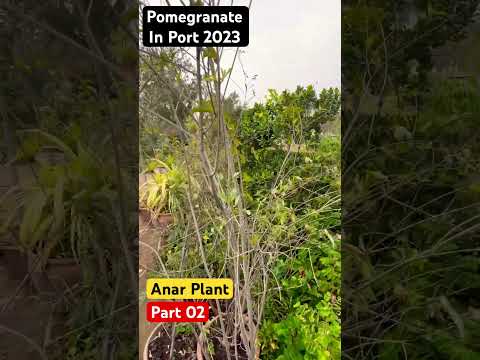 , title : 'pomegranate benefits | anar plant care in pot 2023 | انار کے فوائد'