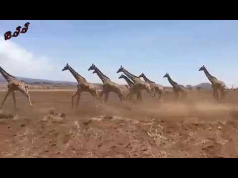 #20 Herd of giraffes .