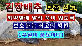 [텃밭농부 1,657]  배추모종 심어 놓고 뙤약볕에서 말라 죽는 것을 방지하는 효과적인 방법. #재추재배