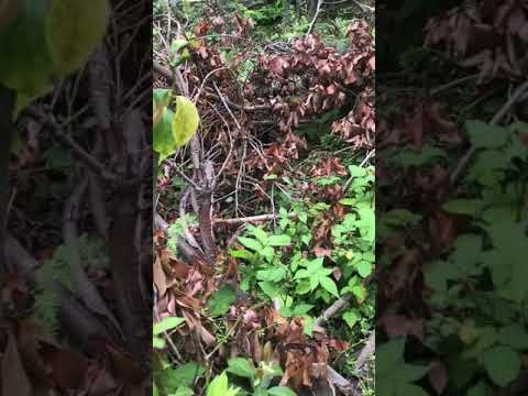 森のスイカズラ 植物