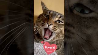 横になると必ず乗ってくるミミ😸重いです･･･#ilovecat #ねこのいる生活 #猫動画 #元保護猫 #猫のいる暮らし