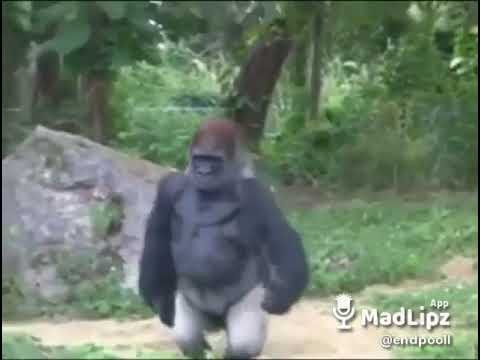 Disfarca que o pastor ta vindo