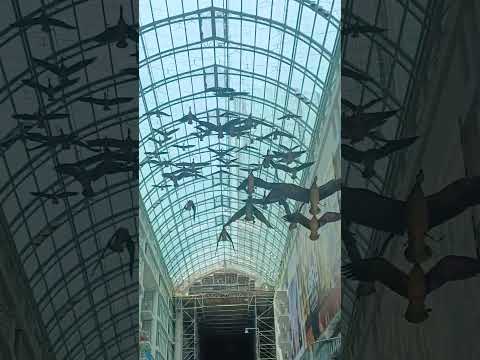 #EatonCenter #Toronto, the geese back after the restoration  🪿 🪿 🦆 🪿 🦆