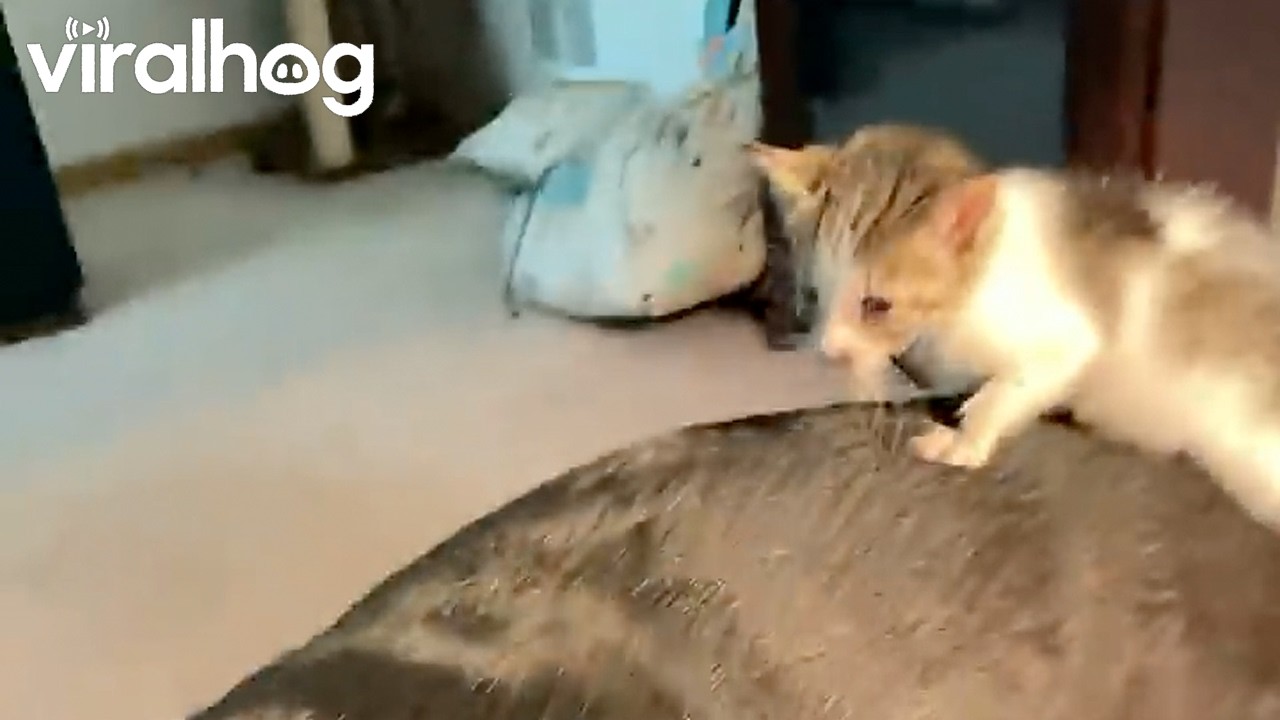 Kitten Catches a Ride on Dog's Caboose || ViralHog