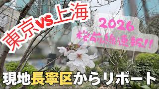 【東京vs上海？！桜前線2026】速報です！東京では3/19桜の開花発表がありました〜上海在住日本人にお馴染みの長寧区エリア中山公園、婁山関路の南豊城・安泰大楼を巡って参りました〜