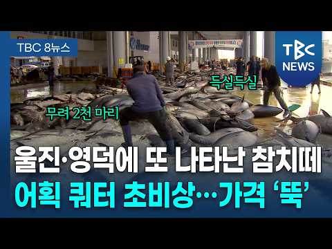 이틀 새 참치 2천 마리 잡혀...사상 최대ㅣTBC뉴스