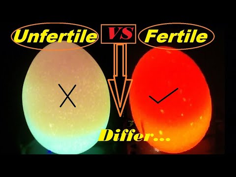 , title : 'How to check if an egg is Fertile or Infertile || Candle Light Test For Fertile And infertile Eggs'