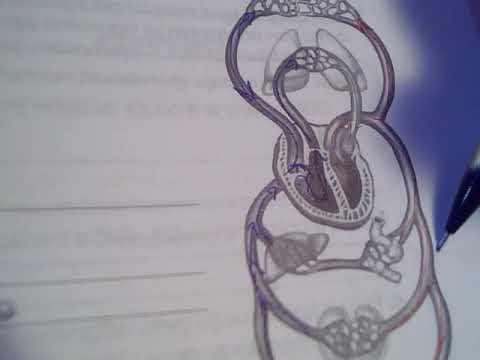 Veliki i mali optok: smjer strujanja krvi