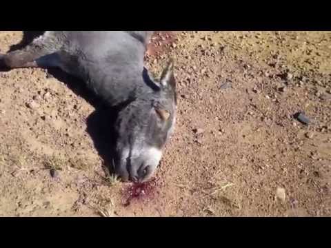 Accidents by Donkey just outside Middelburg