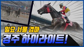 [일요 경마] 2025년 7월 27일 일요 경주 하이라이트 #경마 #한국마사회 #하이라이트
