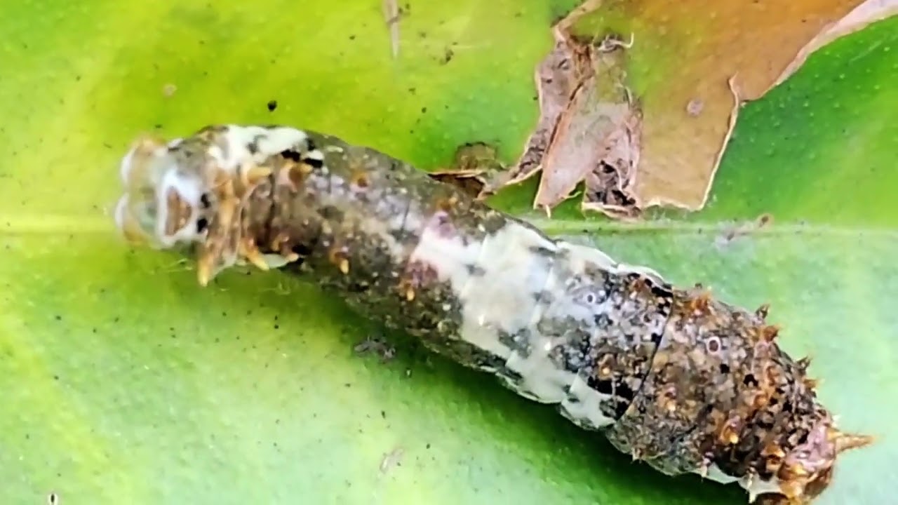 Orange dog or Orange puppy