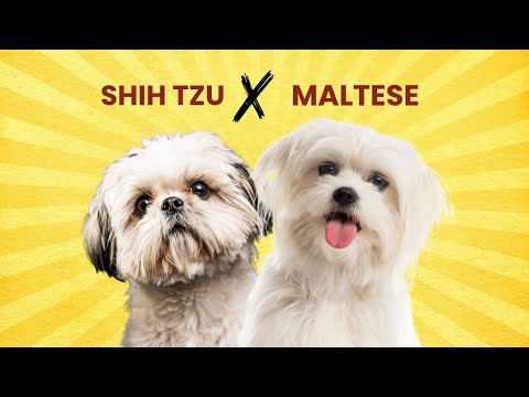 Shih Tzu Maltese Mix – Everything You NEED to Know!