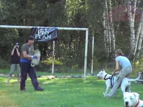 PRISCA DEL TOLKEYEN - dogo argentino
