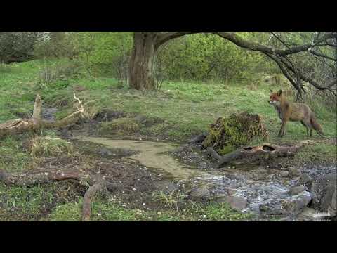 Lis na karmisku z rana 03.05.2021 r