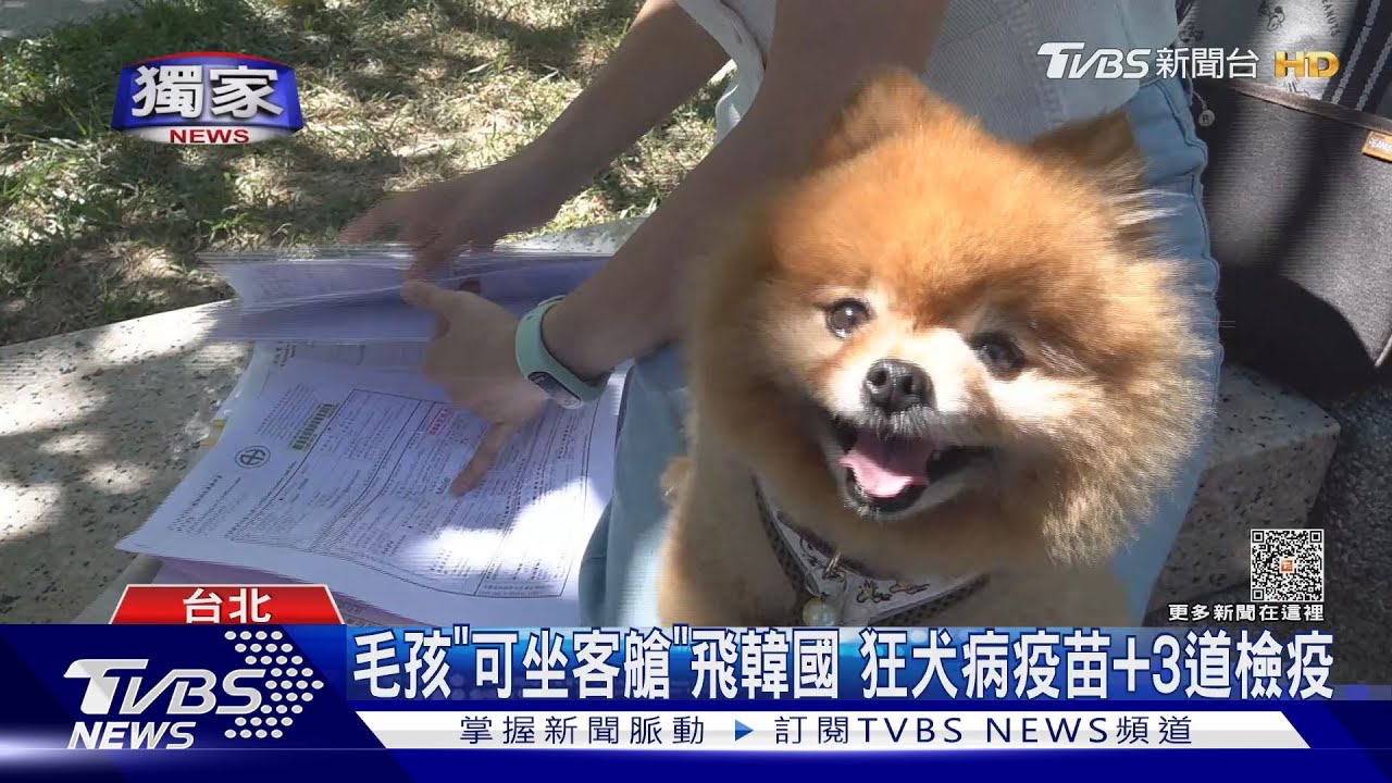 毛孩「可坐客艙」飛韓國 狂犬病疫苗+3道檢疫