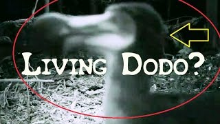 Living Dodo is not alive!