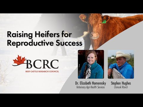 Raising Heifers for Reproductive Success
