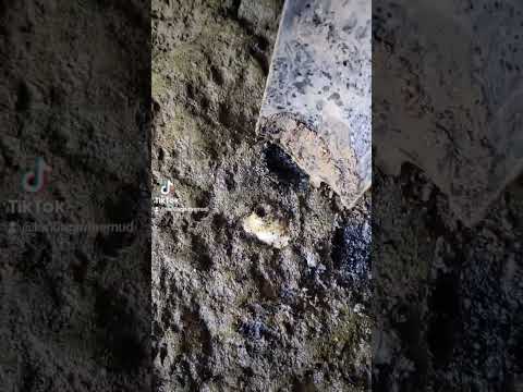 Mudlarking on the Thames under Tower Bridge Hidden treasures in the Thames Clay