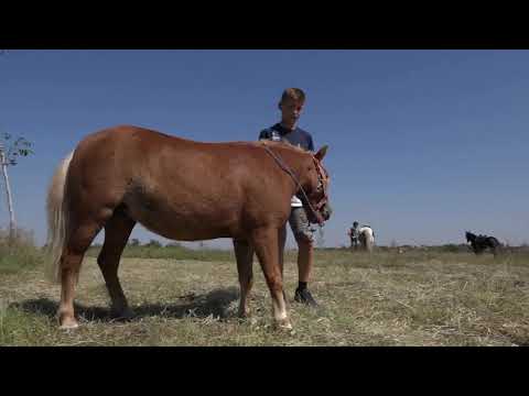 Vajdasági Futam – kishuszár Oromhegyes