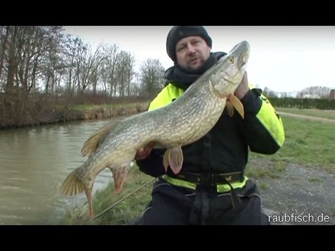 Matze Koch in search of pike