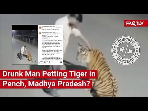 FACT CHECK: Does Viral Video Show Drunk Man Petting Tiger in Pench, Madhya Pradesh?