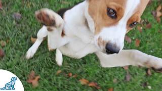 Socializing Puppies and Kittens: Critical Development Milestones