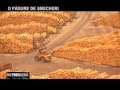 In Premiera O PĂDURE DE ŞMECHERI
