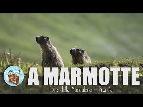 A caccia di Marmotte - Colle della Maddalena (Francia)