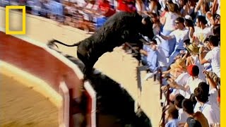 Bull in the Stands | Do or Die
