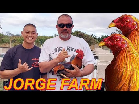 Larry Romero Raptor Sweater Albany Yellow Leg Kelso JORGE FARM Hawaii - Beautiful Birds Farm Visit