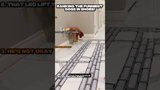 Download lagu Top 5 Dogs Wearing Shoes for the First Time 😂 #funny #pets #shorts mp3 Download lagu Top 5 Dogs Wearing Shoes for the First Time 😂 #funny #pets #shorts mp3